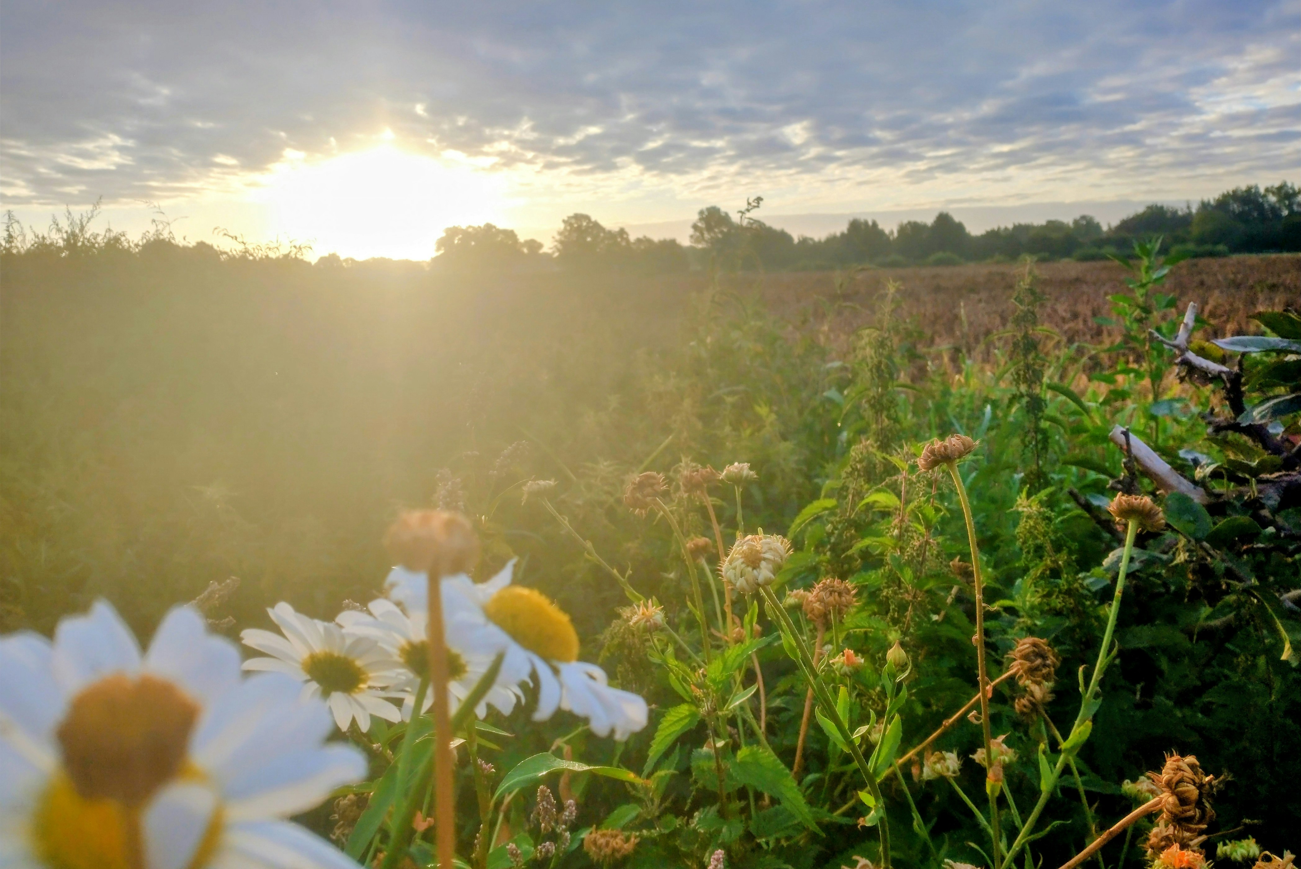 Camping Het Bruchterveld - Blumenwiese in der Umgebung des Campingplatzes