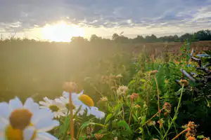 Camping Het Bruchterveld - Blumenwiese in der Umgebung des Campingplatzes