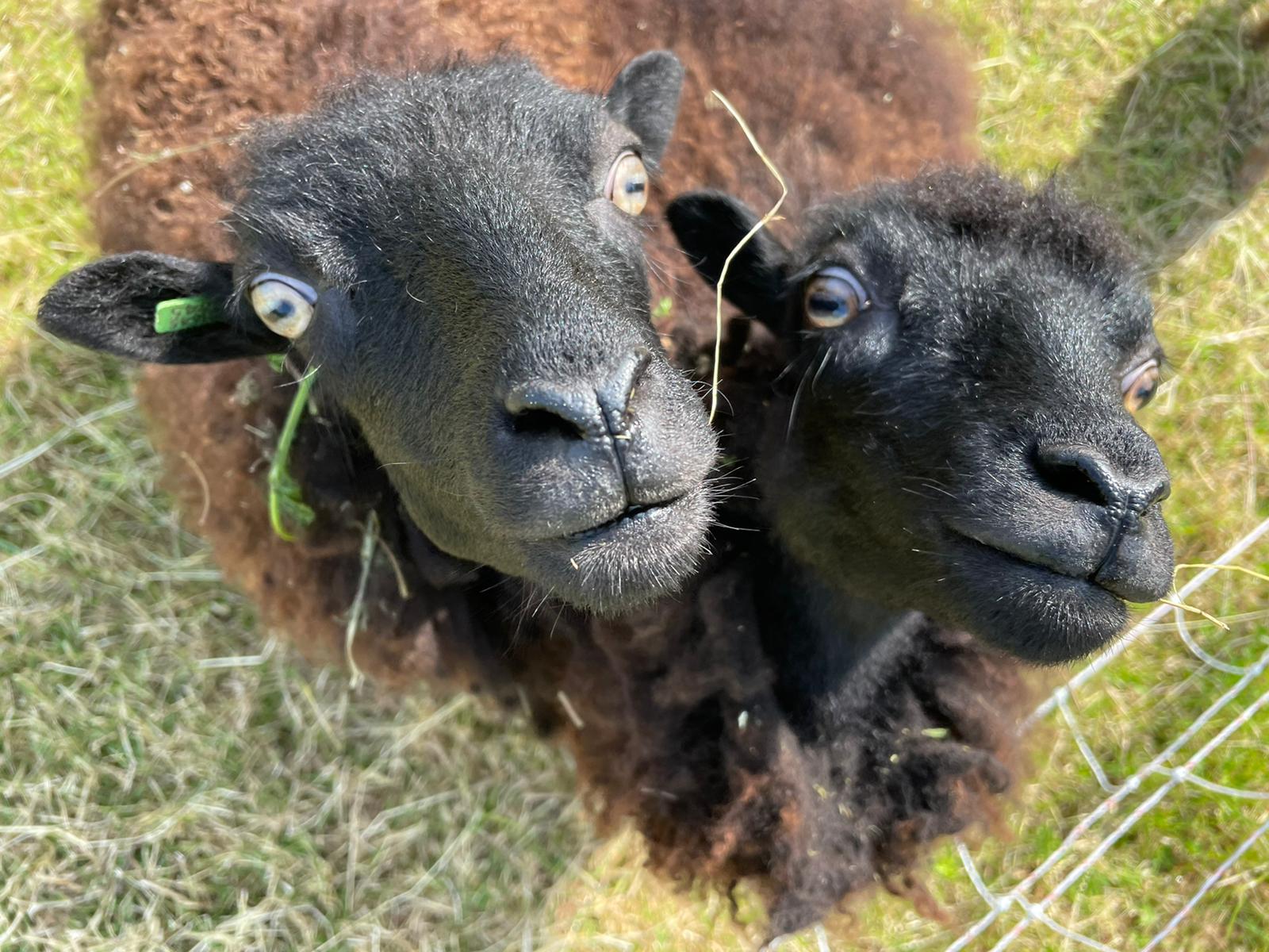 Camping Het Lage Noorden