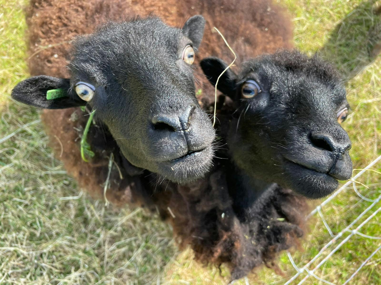 Camping Het Lage Noorden