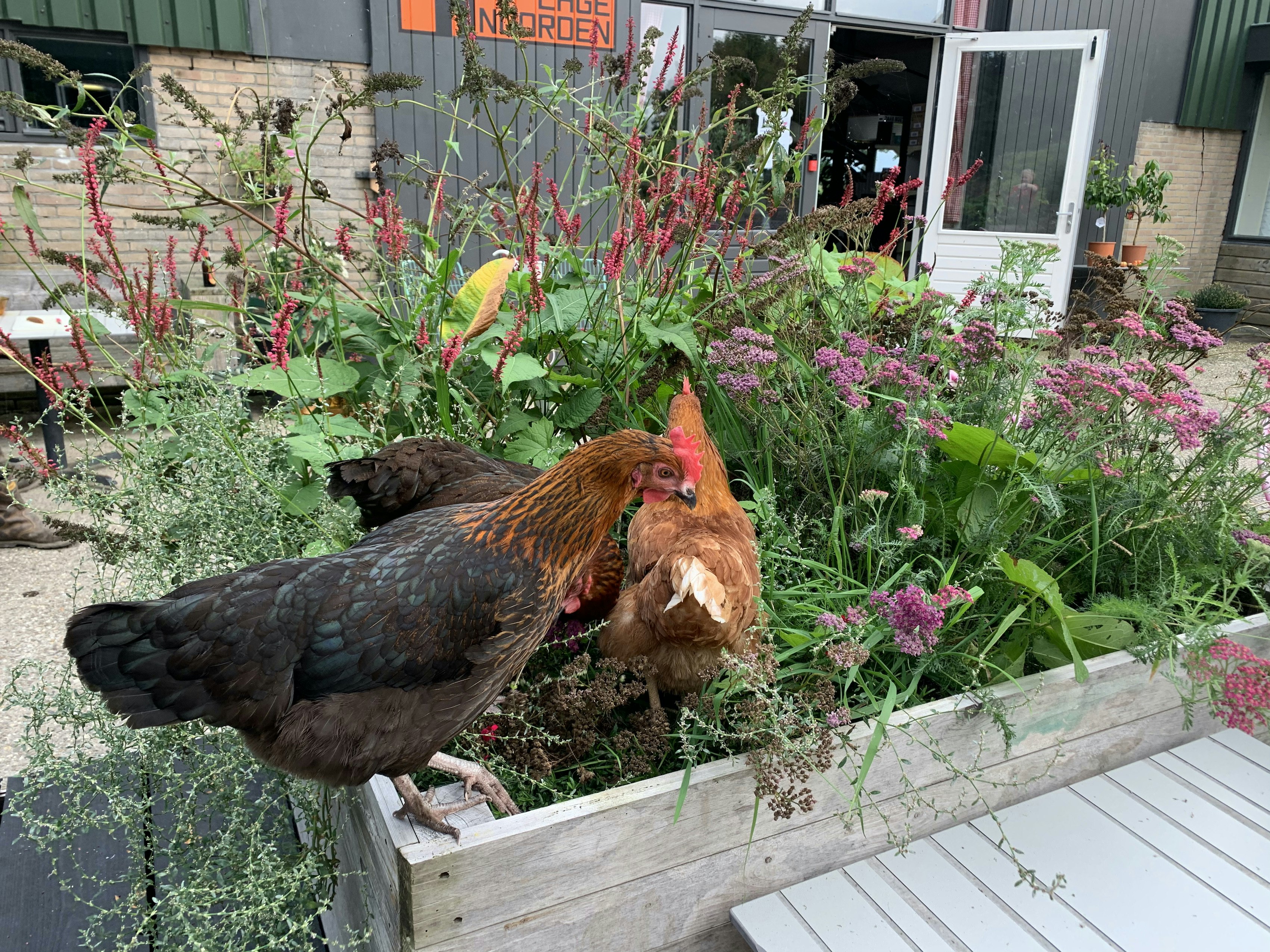 Camping Het Lage Noorden