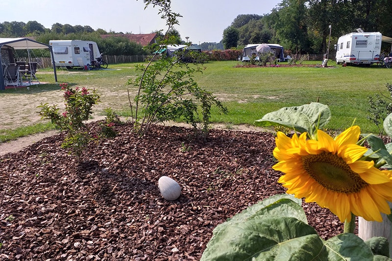 Camping Het Scharrelnest - Sonnenblume auf dem Campingplatz