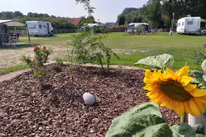 Sonnenblume im Blumenbeet vor einem Campingplatz mit Rasenfläche und Wohnwagen, im Hintergrund Bäume und Wege.