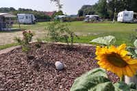 Camping Het Scharrelnest - Sonnenblume auf dem Campingplatz