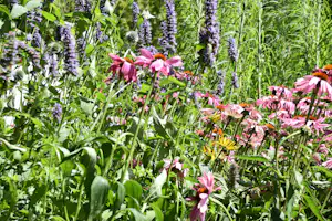 Blumenbeet mit Lavendel und rosa Kegelblumen zwischen dichtem grünem Gras.
