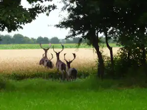 Camping Hoekvliet