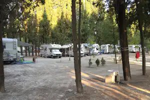 Wohnmobile und Wohnwagen auf einem Campingplatz entlang einer Allee mit hohen Bäumen und Betonwegen.