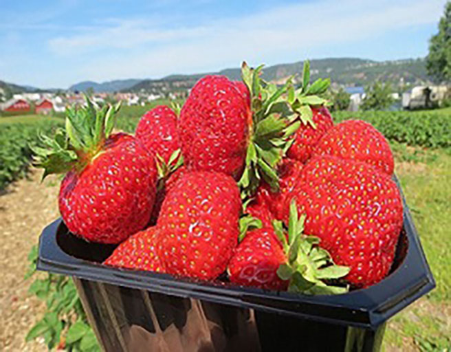 Camping Homannsberget