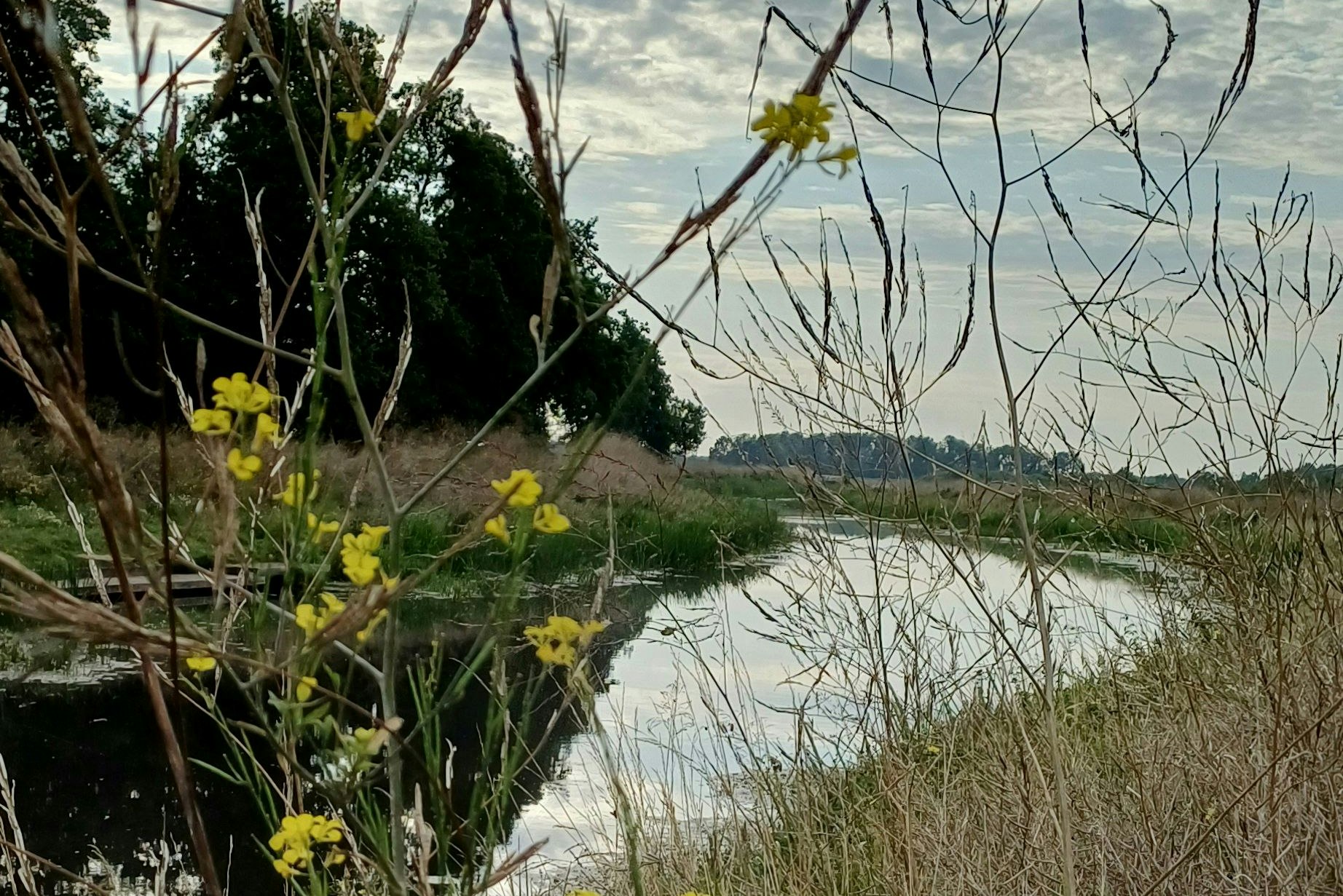 Gelbe Blumen und Schilf am Ufer eines ruhigen Gewässers, dahinter Bäume und bewölkter Himmel.