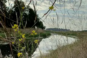 Gelbe Blumen und Schilf am Ufer eines ruhigen Gewässers, dahinter Bäume und bewölkter Himmel.