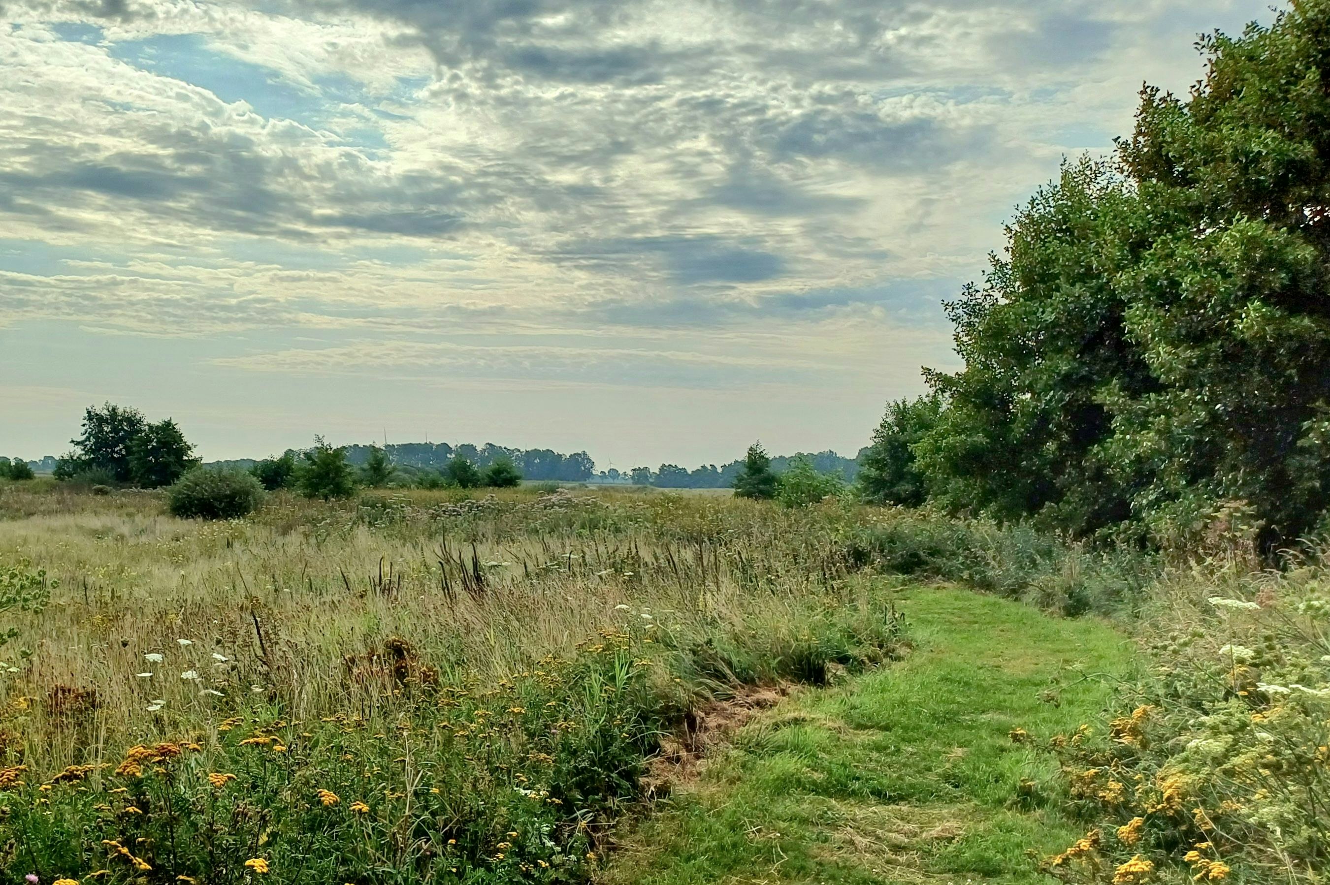 Weite Campingwiese mit hohem Gras, Blumen und Bäumen am Rand, darunter ein weiter Himmel mit Wolken.