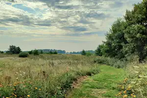 Weite Campingwiese mit hohem Gras, Blumen und Bäumen am Rand, darunter ein weiter Himmel mit Wolken.