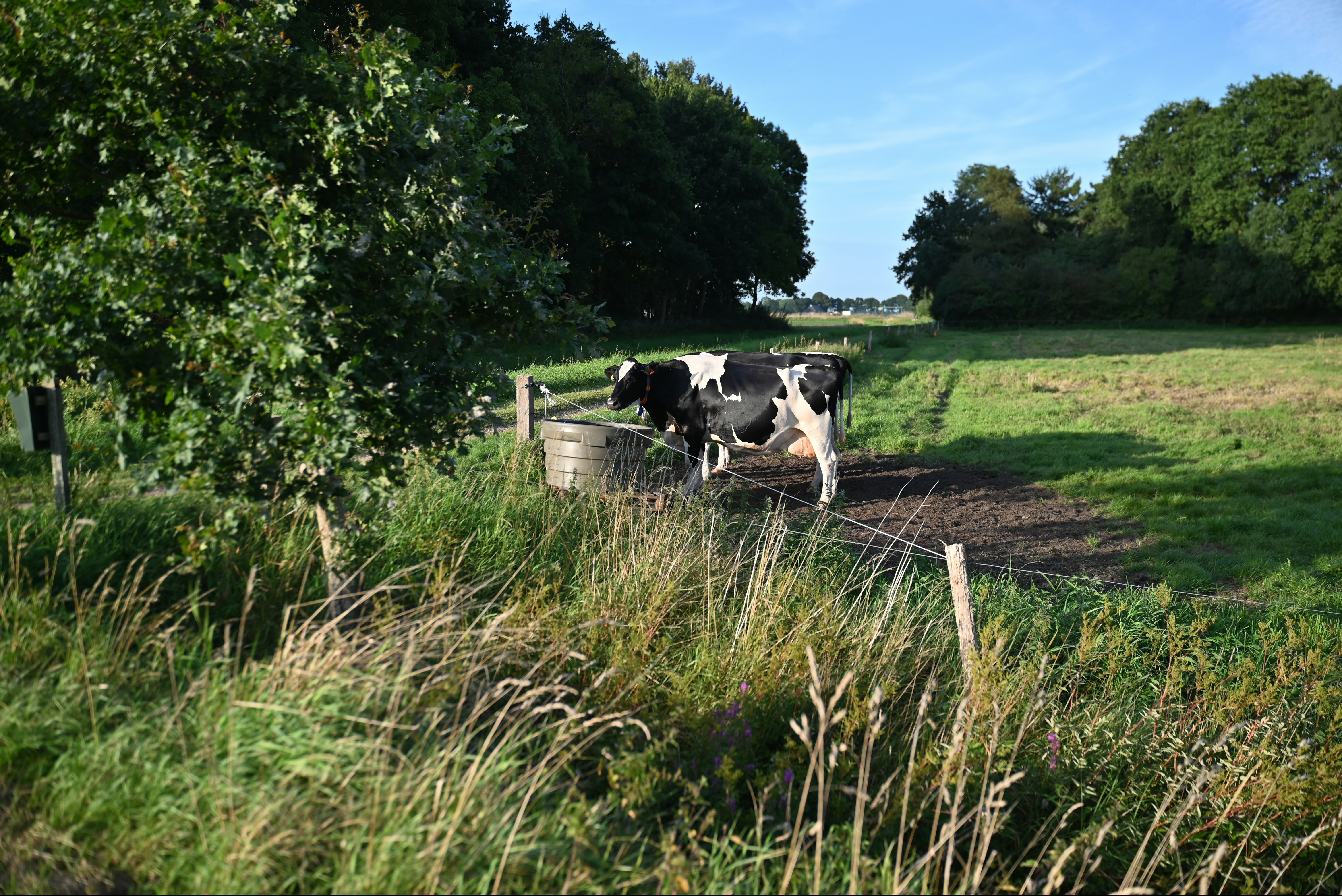 Camping Hunze Bulten - Kuh steht auf der Weide am Campingplatz