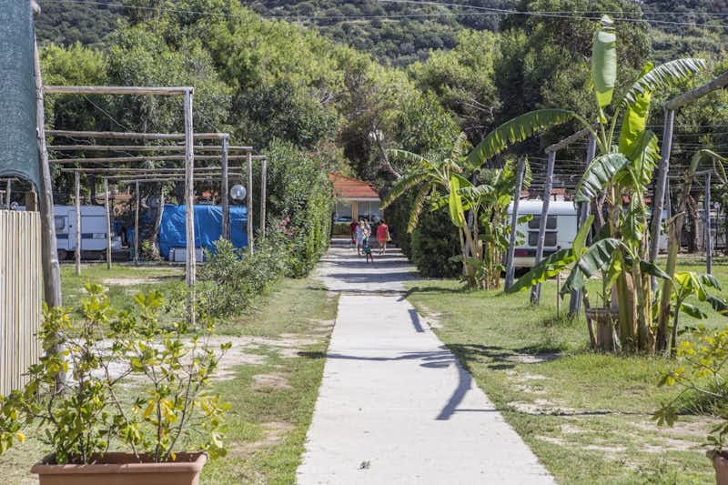 Camping Il Calabriano  -  Wohnwagen- und Zeltstellplatz zwischen Palmen auf dem Campingplatz