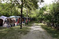 Camping Il Collaccio - Weg auf dem Campingplatz mit Stellplätzen unter Bäumen an der Seite