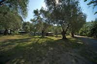 Camping Il Fontino - Wohnwagen- und Zeltstellplatz unter Bäumen