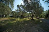 Camping Il Fontino - Wohnwagen- und Zeltstellplatz unter Bäumen