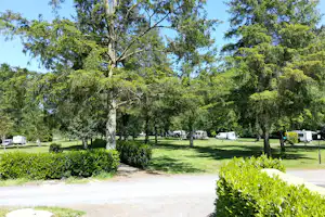 Grüner Campingplatz mit Rasen, hohen Bäumen und geparkten Wohnmobilen und Transportern entlang der Wege.