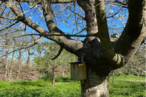 Camping In Het Fruit - Blühende Bäume auf dem Campingplatz
