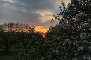 Camping In Het Fruit - Malerischer Sonnenuntergang über dem Campingplatz