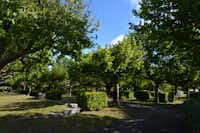 Camping International - Standplätze, teilweise parzelliert und durch Hecken abgetrennt im Halbschatten unter Laubbäumen