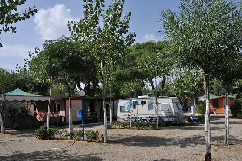 Camping Internazionale  -  Stellplatz vom Campingplatz zwischen Bäumen