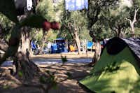 Camping Internazionale La Playa - Wohnwagen- und Zeltstellplatz zwischen Bäumen