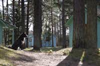 Camping Jeni - Holzhütten im Wald mit Hund im Vordergrund