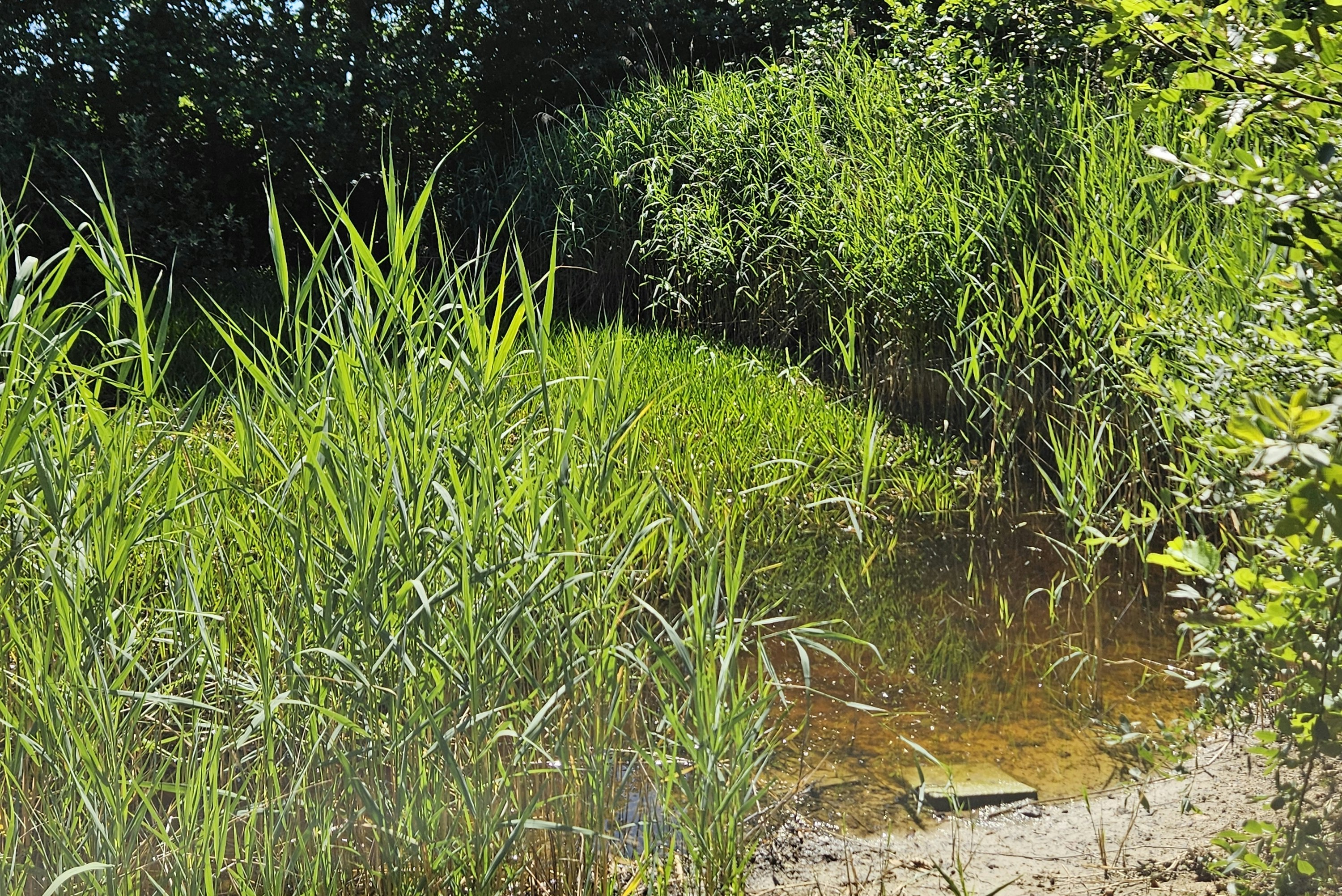 Camping Karlsmark - Kleiner Teich im Grünen auf dem Campingplatz