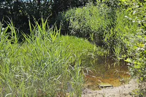 Camping Karlsmark - Kleiner Teich im Grünen auf dem Campingplatz