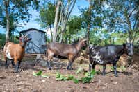 Camping Kerzerho - Ziegen im Streichelzoo des Campingplatzes