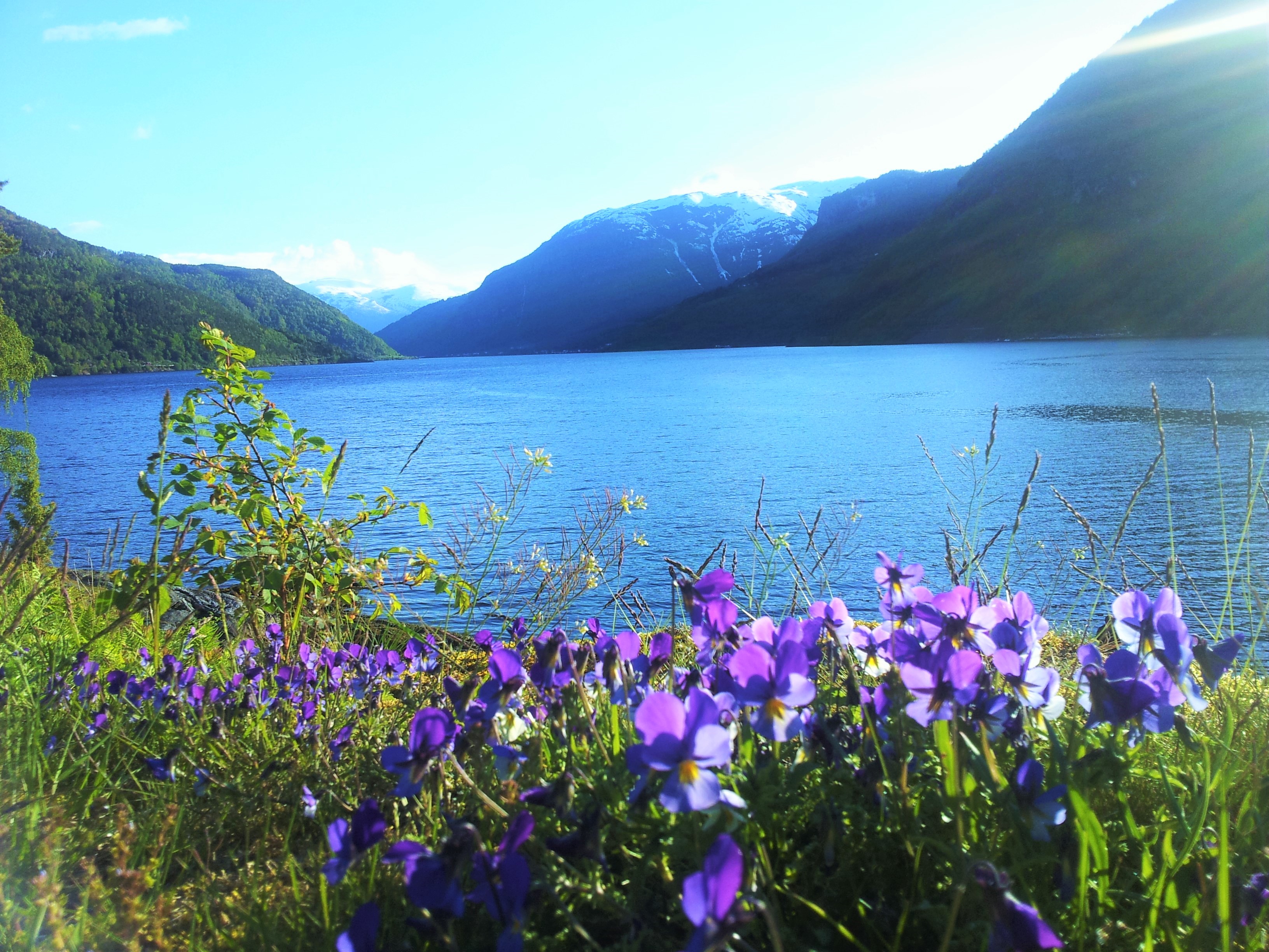 Kjørnes Camping and Fjordcabins