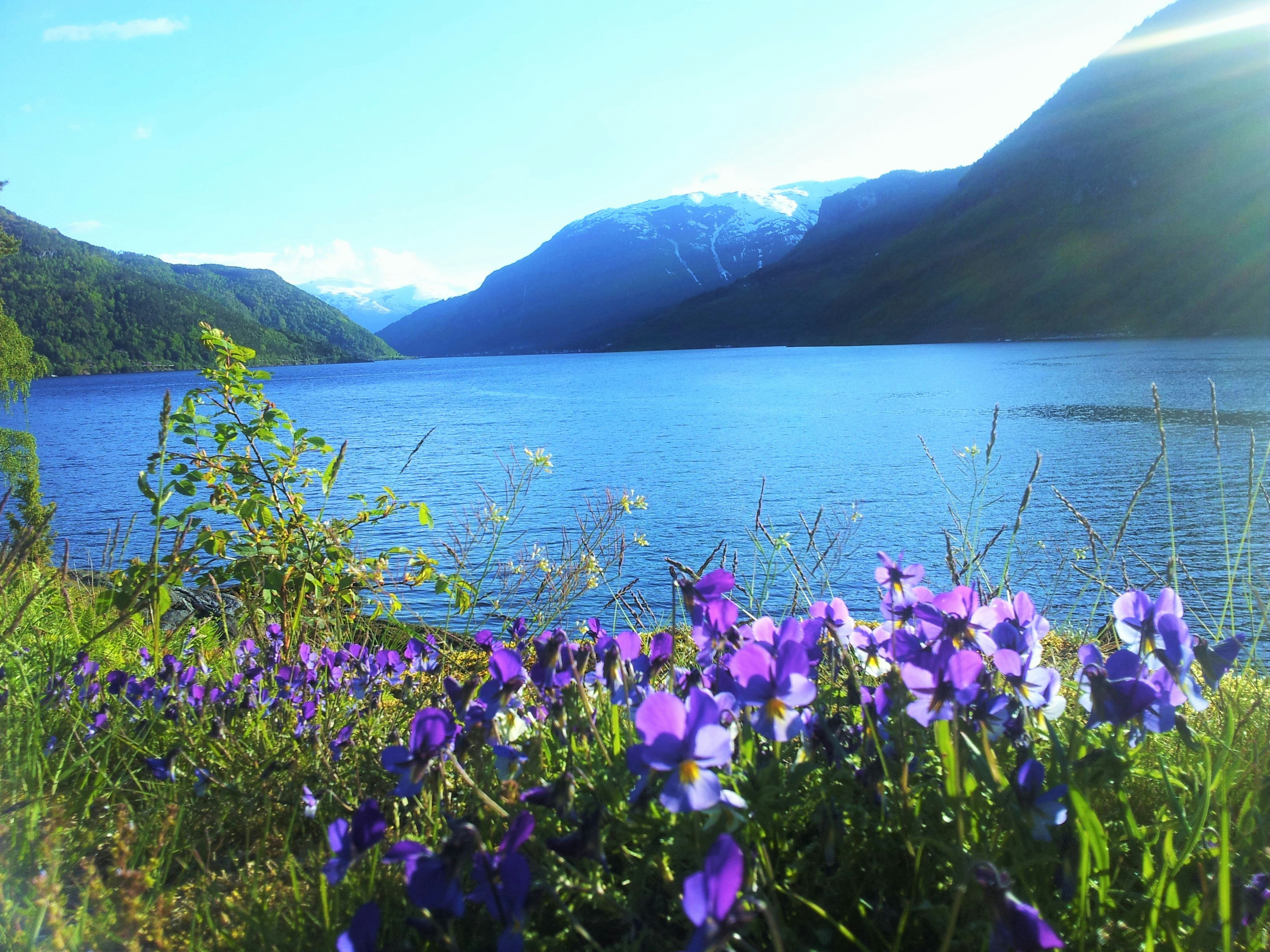Kjørnes Camping and Fjordcabins