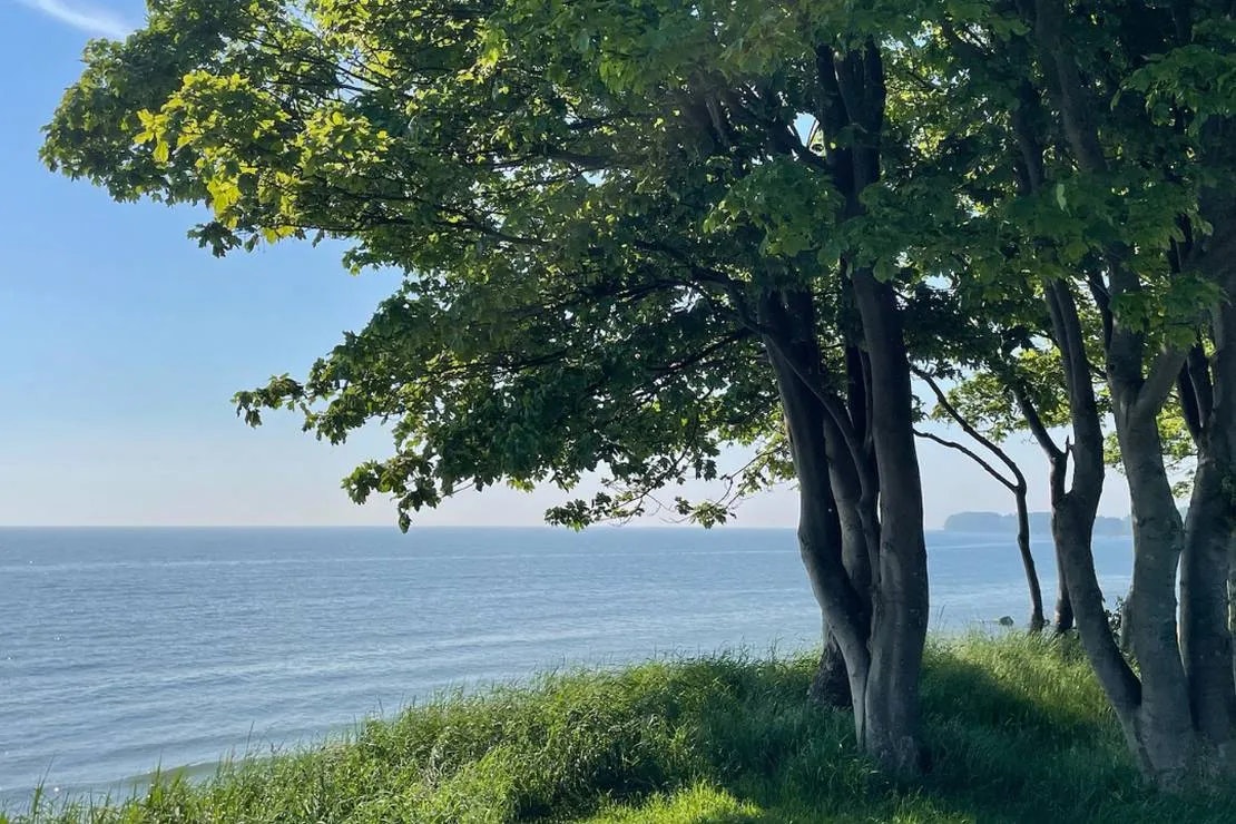 Blick vom Campingplatz auf das Meer: Bäume und grünes Gras am Ufer, dahinter die weite Wasserfläche.