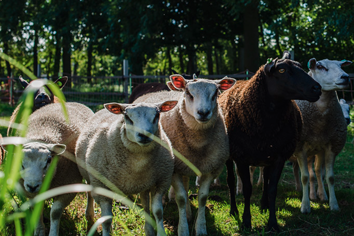 Camping Kweetal - Schafe