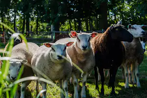 Camping Kweetal - Schafe