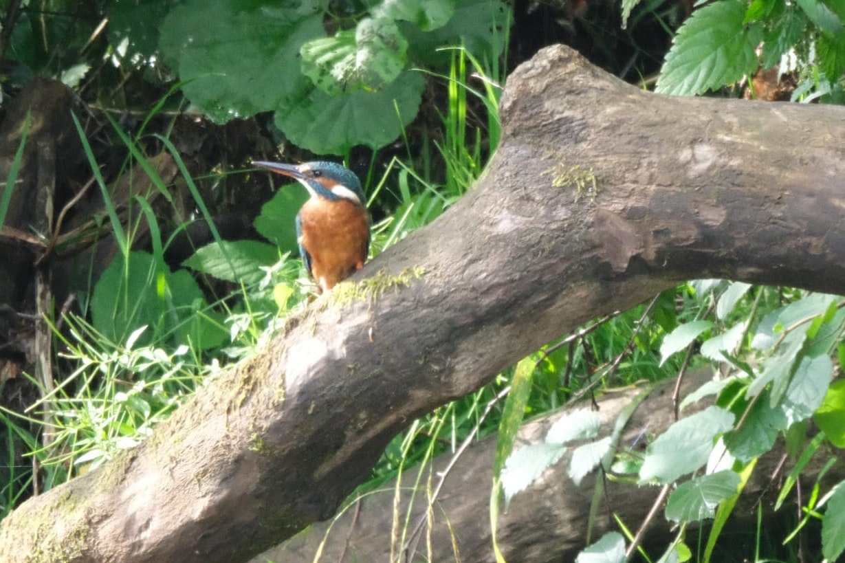 Camp Kyllburg  Camping Kyllburg - Vogel auf dem Campingplatz