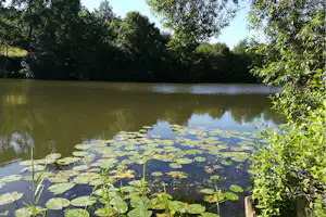Ruhiger See mit Seerosen und Schilf, umgeben von Bäumen und grünem Uferbewuchs.