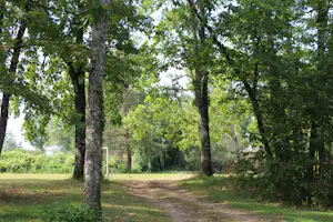 Waldweg auf dem Campingplatz, umgeben von hohen Bäumen und dichtem Grün, mit Licht durch die Baumkronen.