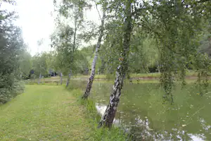 Birken am Ufer eines kleinen Weihers, umgeben von grünem Gras und Bäumen in einer ruhigen Campinglandschaft.