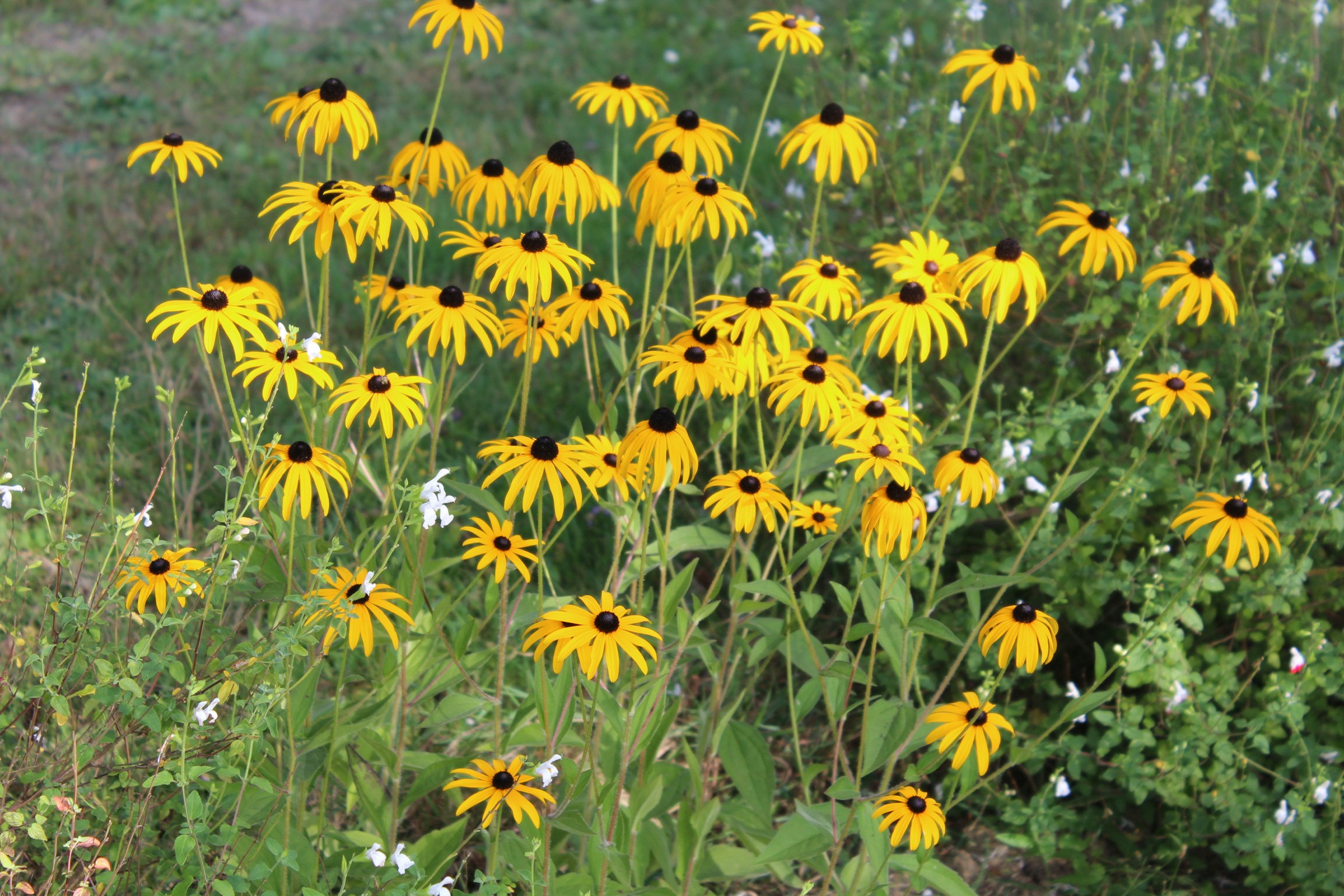 Camping L'Étang Bleu