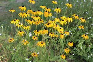 Gelbe Blüten mit dunklen Zentren im grünen Gras, im Hintergrund weitere Blumen und Wiesenvegetation.