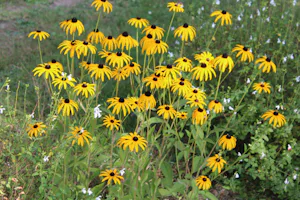 Camping L' Étang Bleu - die Blume auf dem Campingplatz