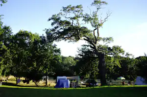 Großer Baum über einem Campingplatz mit Zelten, Wohnwagen und Picknicktisch im Grünen.