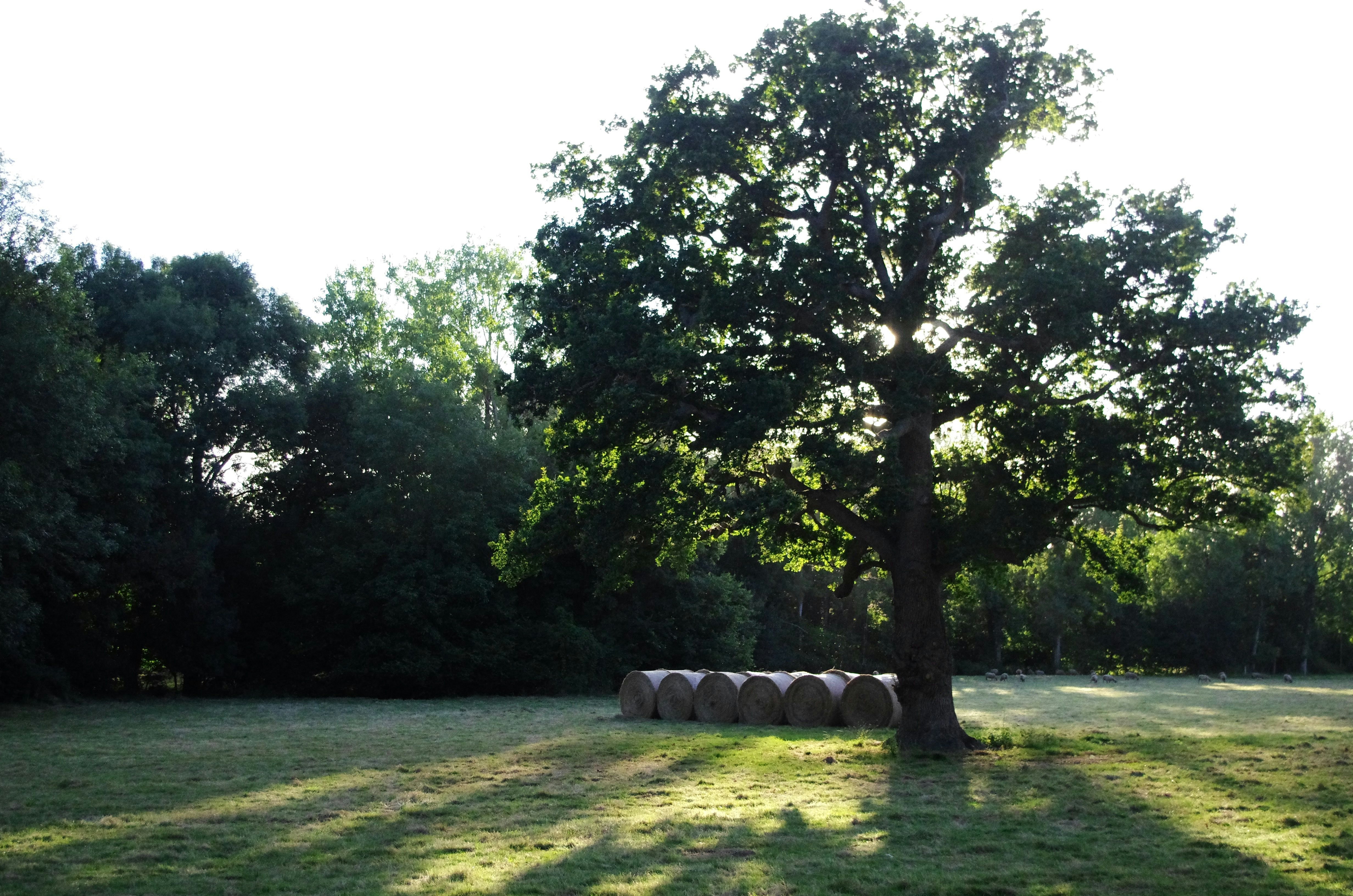 Großer Baum auf einem grünen Campingplatz, daneben eine Feuerstelle mit Holzscheiten und runder Begrenzung aus Reifen.