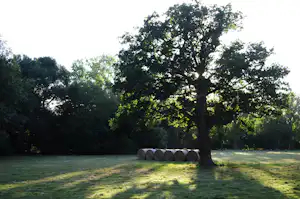 Großer Baum auf einem grünen Campingplatz, daneben eine Feuerstelle mit Holzscheiten und runder Begrenzung aus Reifen.