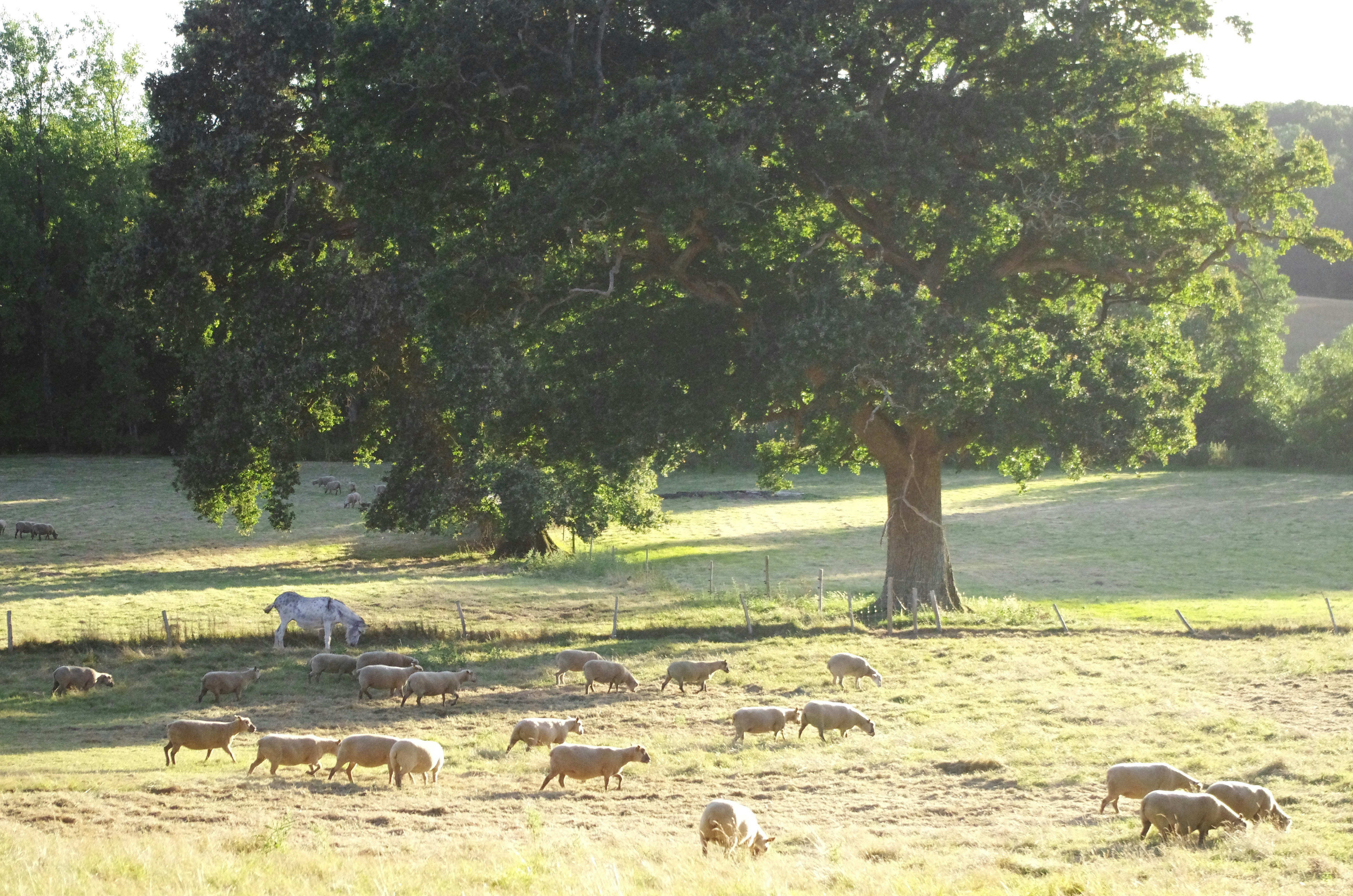 Weide mit mehreren Kühen auf dem Gras, umgeben von Bäumen und einem Zaun am Rand des Geländes.
