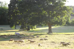 Weide mit mehreren Kühen auf dem Gras, umgeben von Bäumen und einem Zaun am Rand des Geländes.