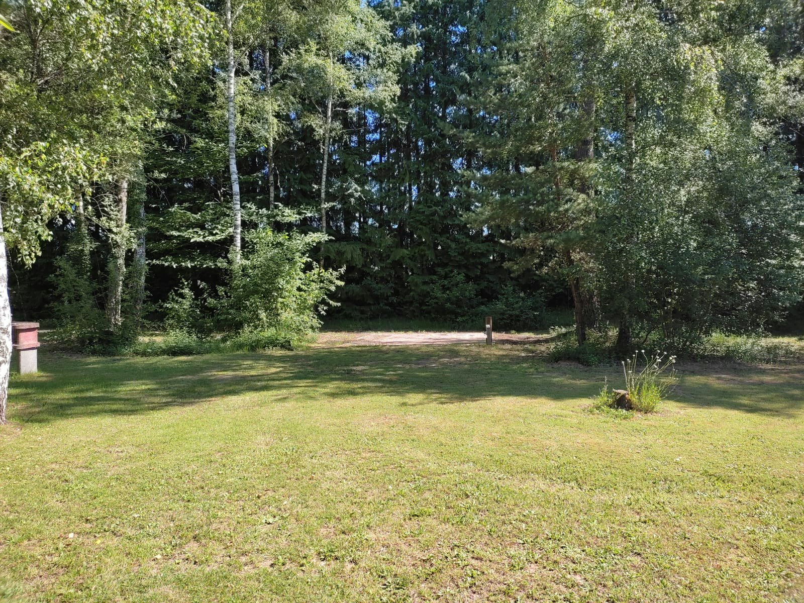 Campingwiese mit Grasfläche im Wald, umgeben von Bäumen und Sträuchern, mit kleinem Weg am Rand.