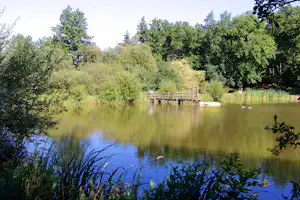 Ruhiger See mit Steg und Spiegelung im Wasser, umgeben von Bäumen und Schilf am Ufer.
